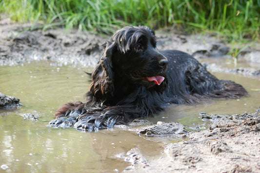 Having Pet Grooming Products On-Hand Is a Must