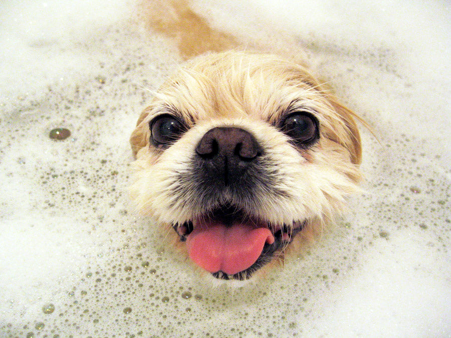 5 Reasons to Wash Your Dog at Home