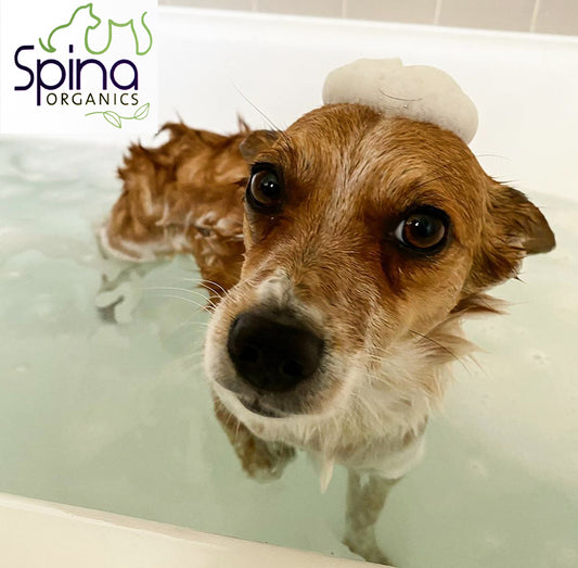 Organic vs Natural Pet Grooming
