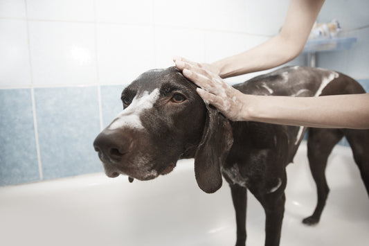 Derma Dog Don’ts: Dangerous Topical Ingredients for Dogs